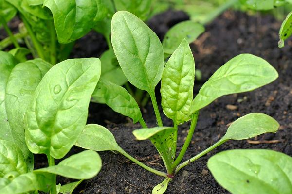 Growing Conditions for Spinach.