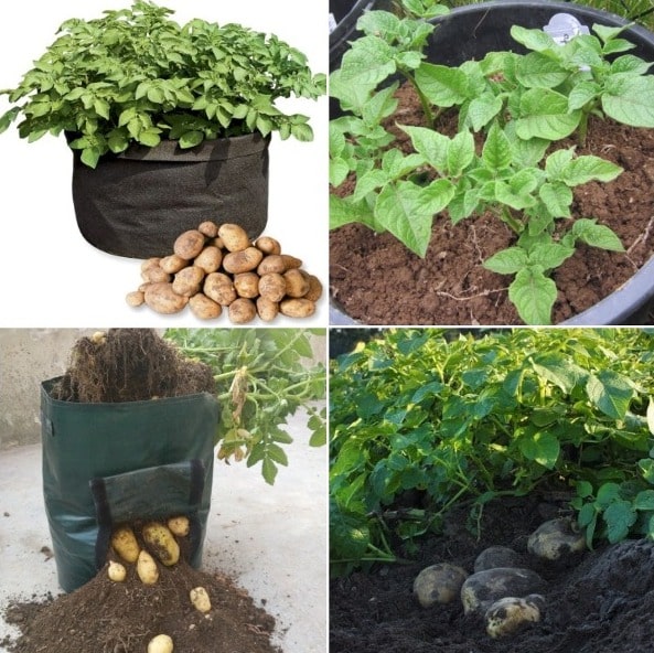 Growing Potatoes In Containers.