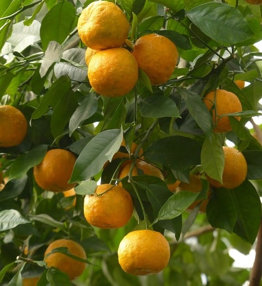Irrigation Requirements of Oranges.