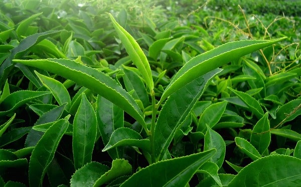 Land Preparation for Tea Plantation.