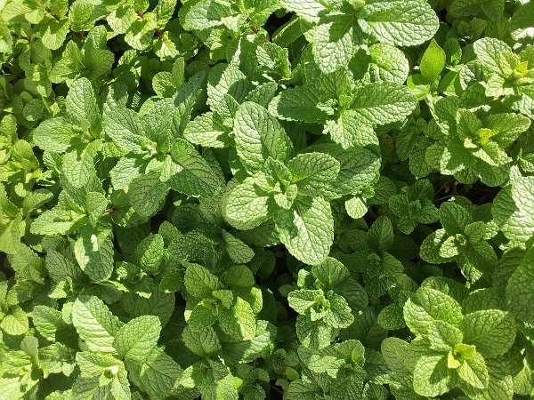 Mint Growing Conditions.