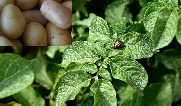 Pests of Potato Plants.