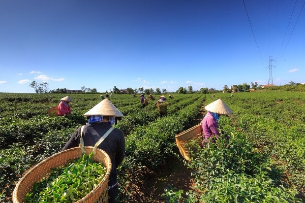 Tea Harvesting.