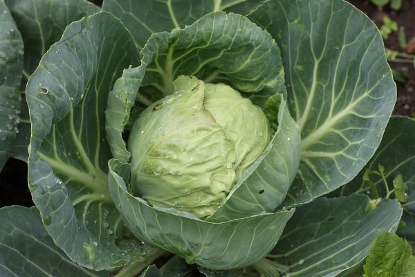 Winter Care for Cabbage.