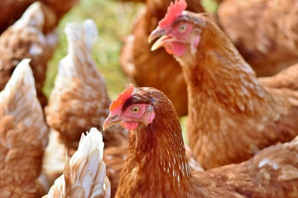Care in Organic Poultry Farming.