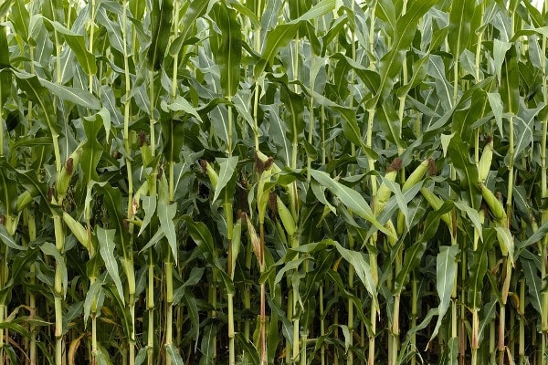 Cultivation Requirements of Maize.