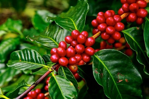Economics of Coffee beans Cultivation.
