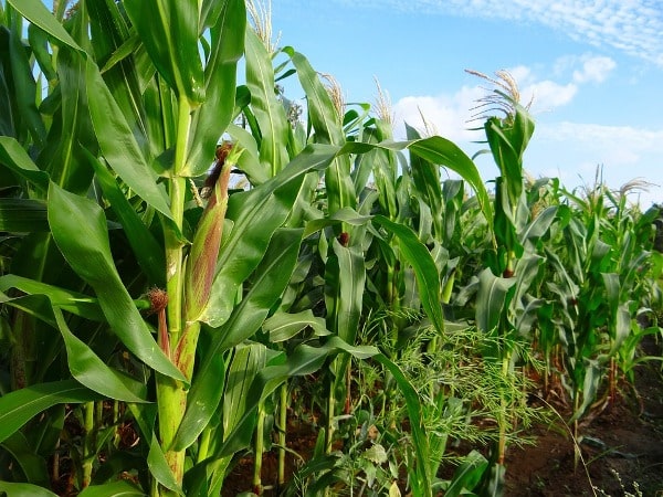 Economics of Maize Cultivation.