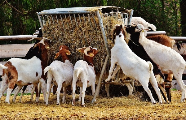Feeding Goats with Hay.