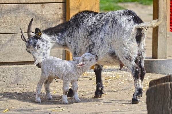 Goat Breeding.