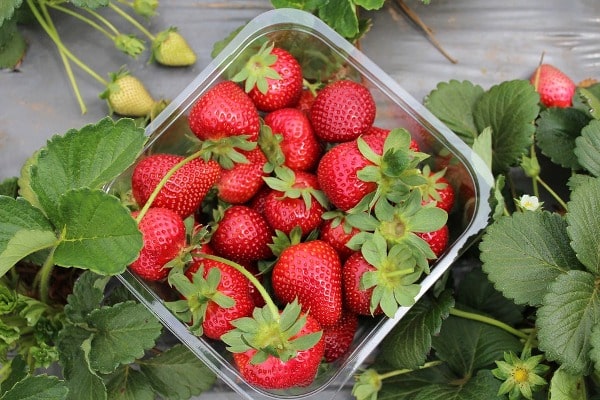 Harvesting and Yield of Strawberries.
