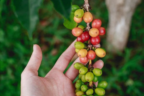 Importance of Coffee beans Farming.