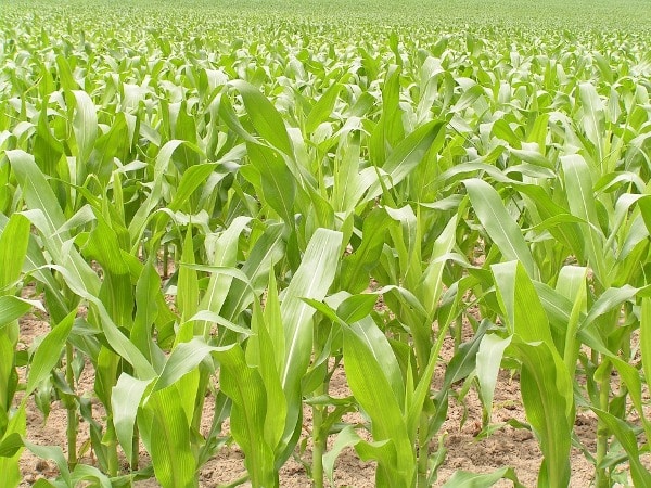 Maize Plantation.