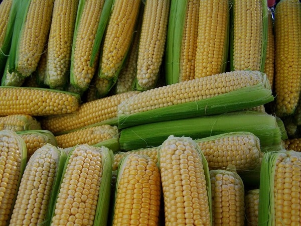 Maize Yield.
