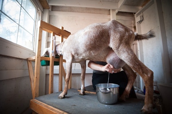 Milking a Goat.