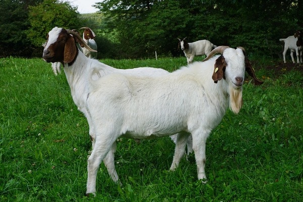 Starting a Goat Farm Business.