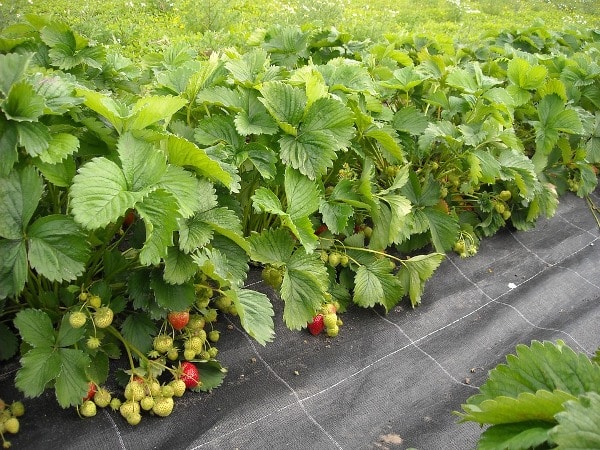 Strawberry Cultivation Practices.