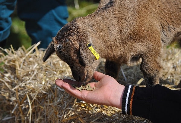 Feeding Goat Kid with Concentrates.