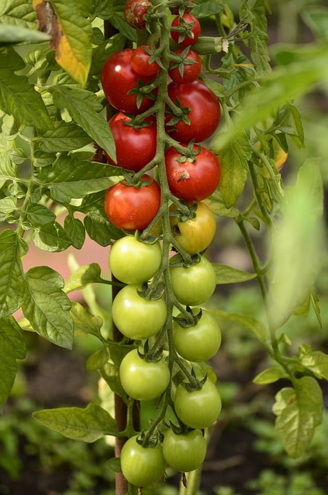 A healthy tomato crop.