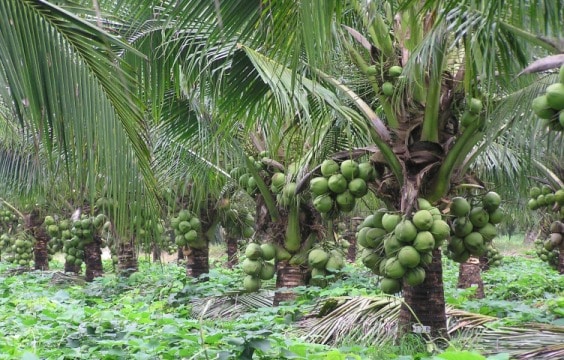 Coconut Orchard.