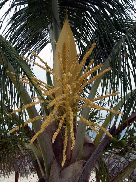Coconut Palm Flowering.