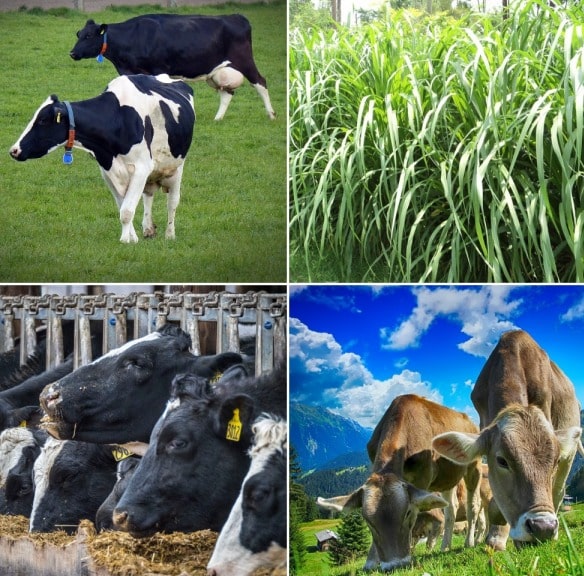 Fodder Crops For Dairy Cattle, Guide For Dairy Feed | Agri Farming