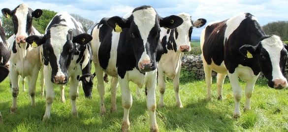 Holstein Cow Distribution.