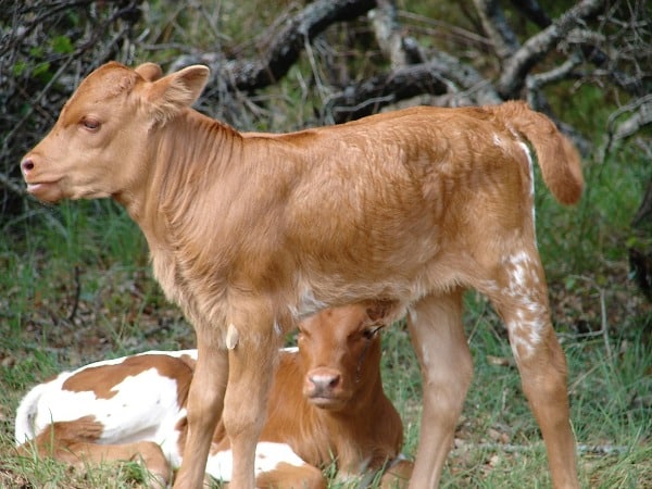 Newborn Calf.