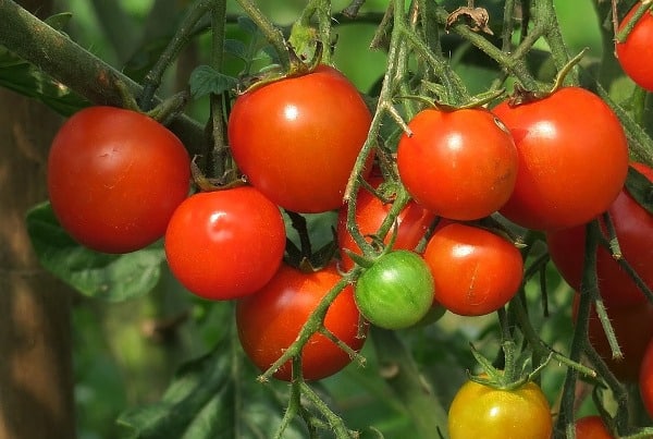 Propagation of Tomato.