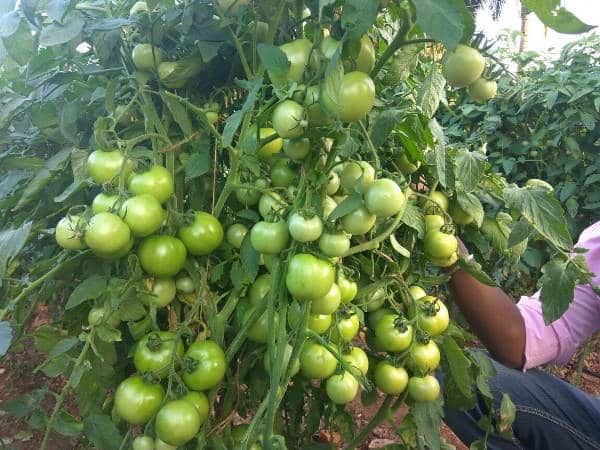 Lychee Tomato cultivates plant from sustainable cultivation!
