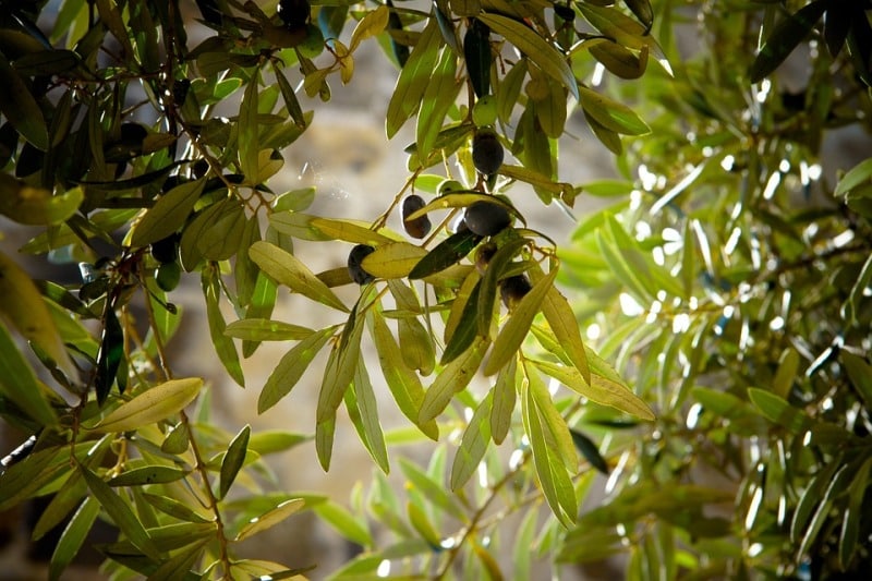 Tree Bearing an Olives.