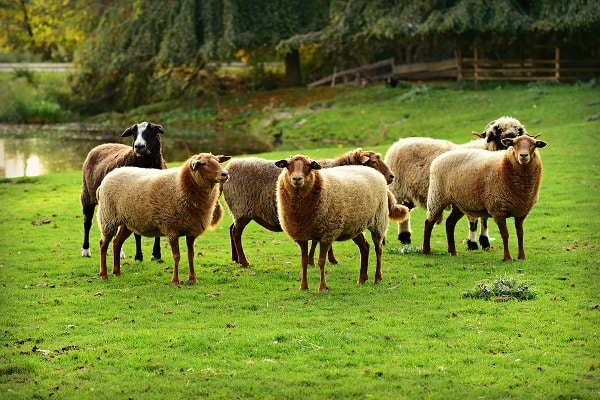 A healthy goat flock.