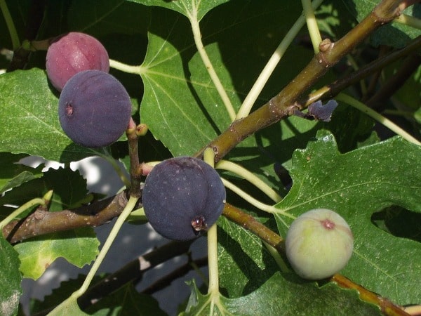 Economics of Fig Fruit Cultivation.