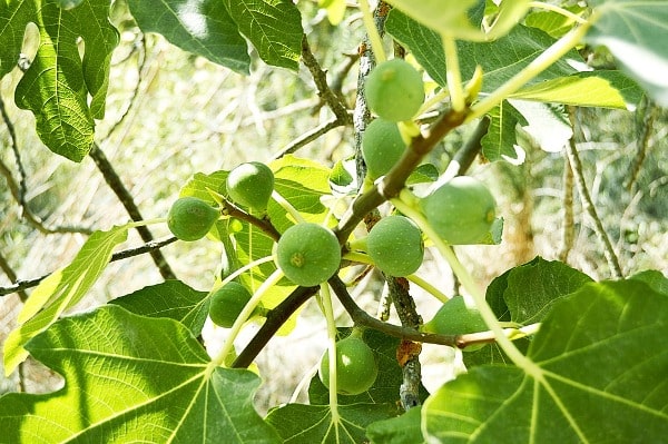 Fig Tree Care.