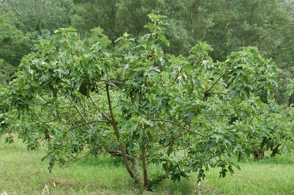 Fig Tree.