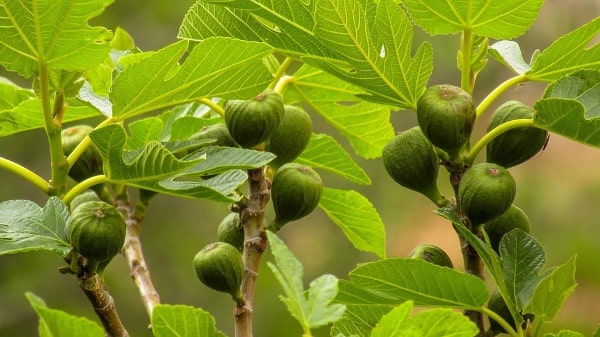 Growing Conditions for Fig Fruits.