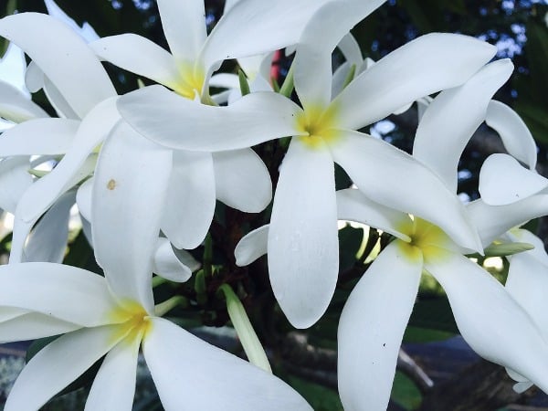 Growing Requirements for Jasmine Flowers.