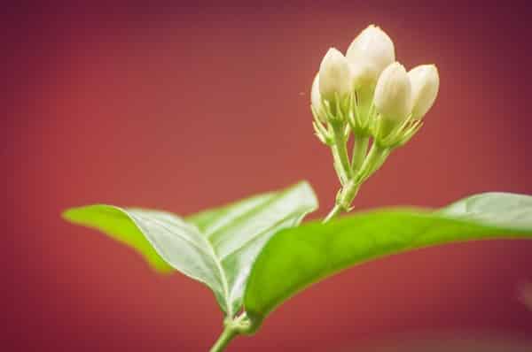 Propagation of Jasmine Plant.