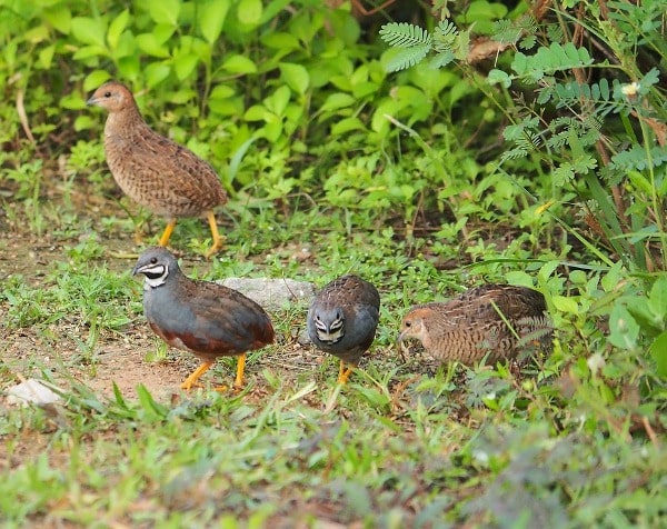 quail farming business plan