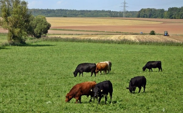 Angus Cattle.