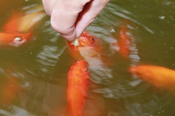 Goldfish Feeding.