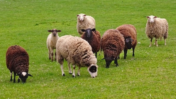 Importance of Sheep Farming.
