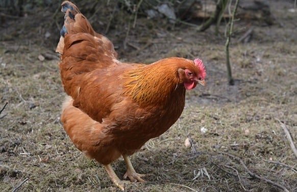 New Hampshire Chicken Profile.