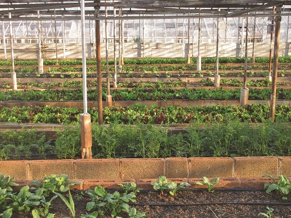 Organic Farming In Greenhouse.