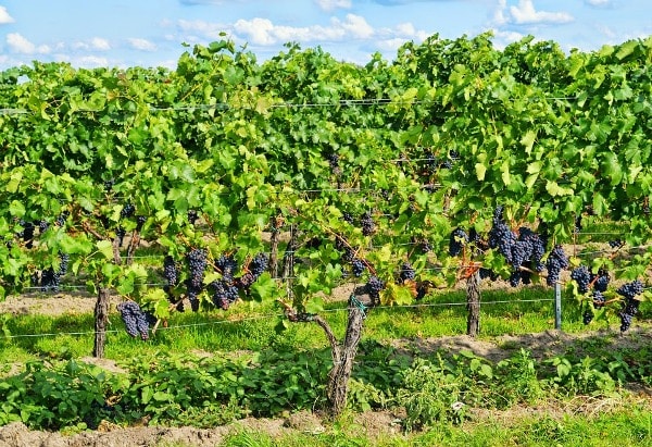Organic Grape Farming.
