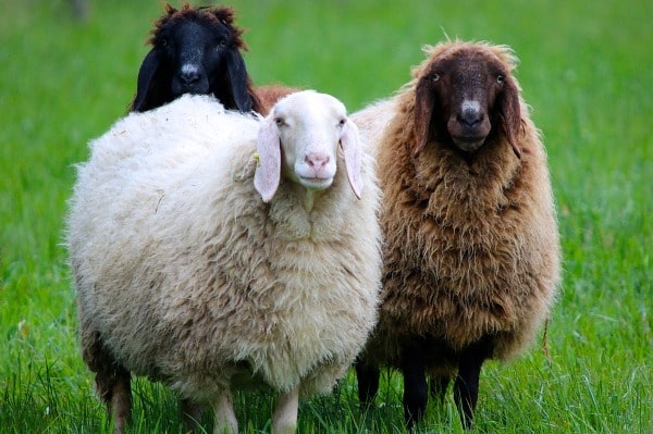 Sheep Breeding Management.