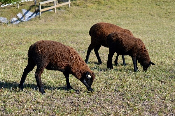Sheep Browsing Green Pasture.