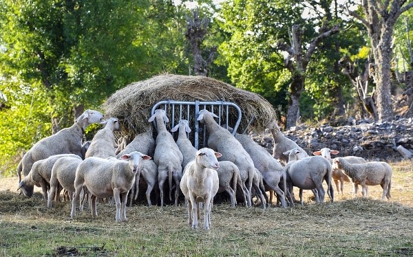 Sheep Feed Management.