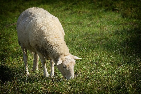Sheep Feed Management.