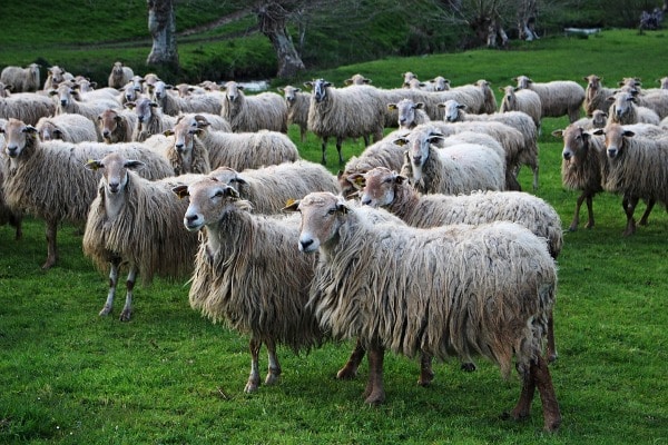 Importance of Sheep Farming.
